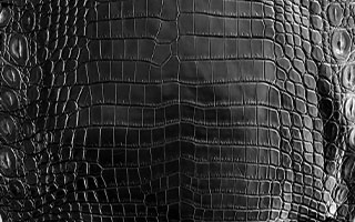 ナイルクロコダイル